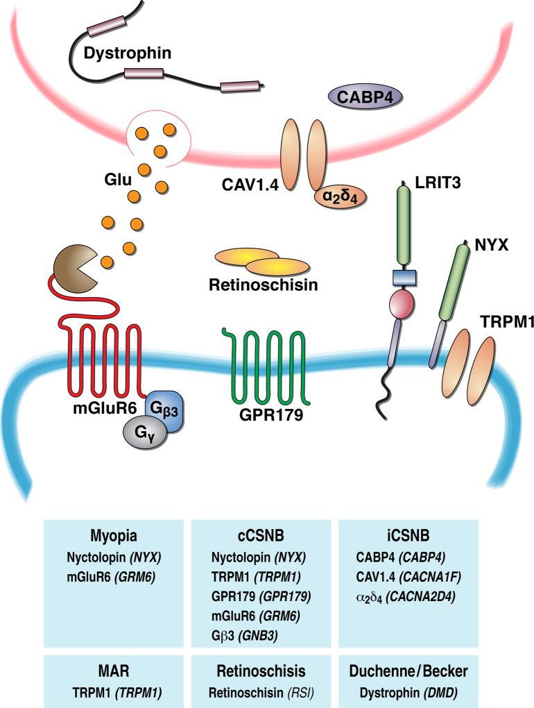 Practical⁢ Tips for⁣ Supporting TRMP1 Function