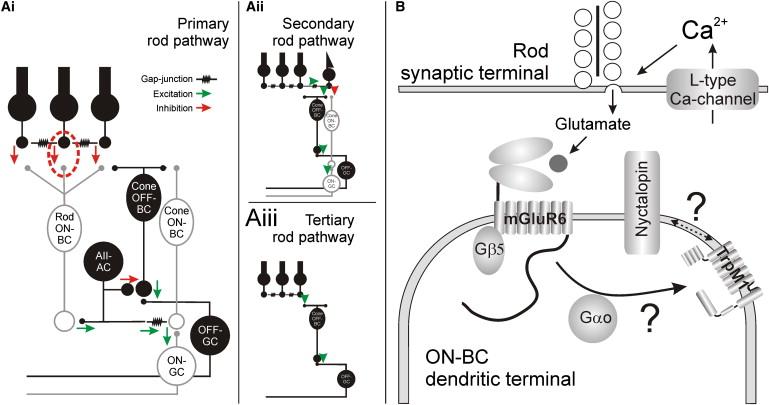 The ​Impact of TRMP1 on ⁢Neurological Disorders