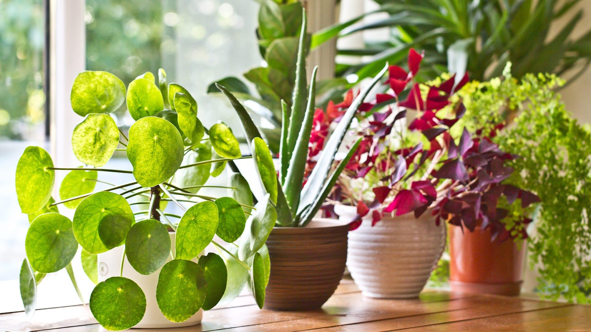 How to Sell Plants Online: 6 Steps for a Thriving Plant Business