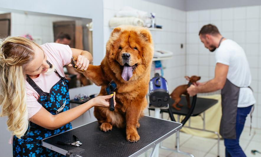 Finding the Perfect​ Location‌ for Your Grooming Business