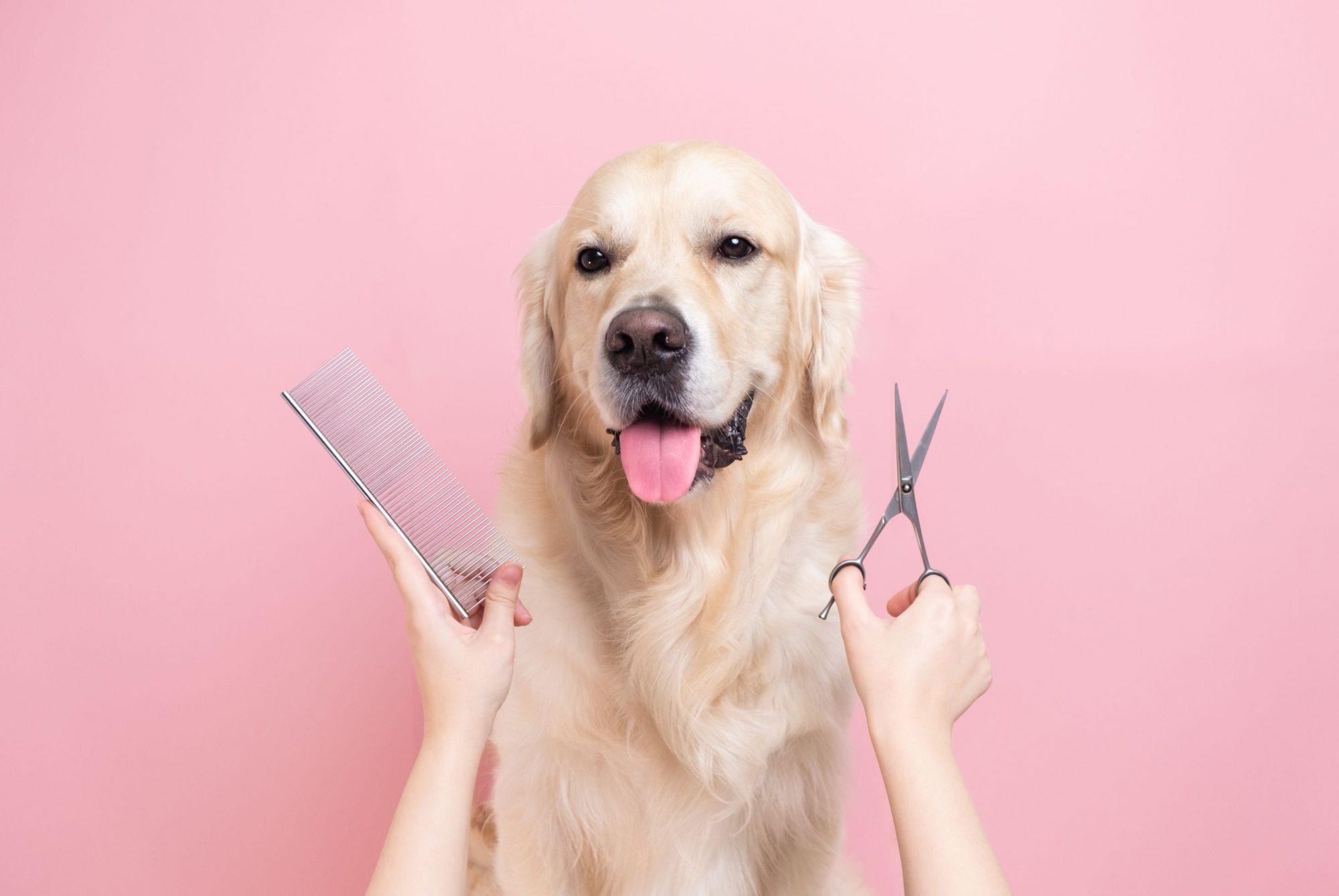 Mastering Grooming Techniques and Best Practices