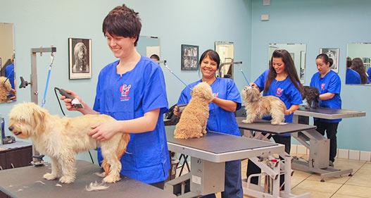 How to Start a Dog Grooming Business: The Ultimate Guide (9 Steps)