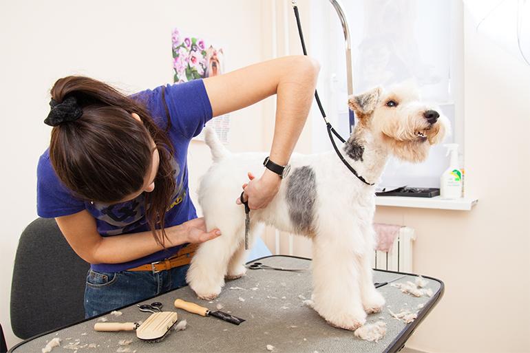 Marketing Your ​Dog Grooming Business​ Effectively