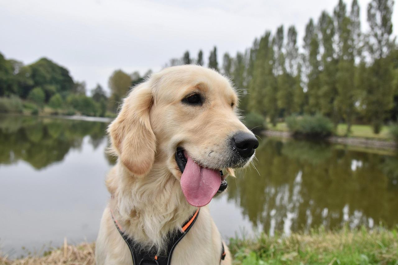 Pet Services: Turning⁢ Your Love for‍ Animals into a Side Income