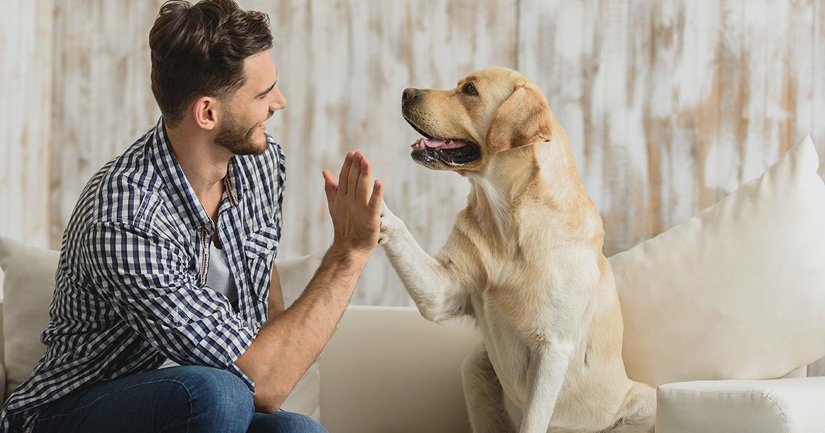 Pet Sitting ​and ⁢Dog⁣ Walking: ‌A Pawsitive Way ‌to Earn
