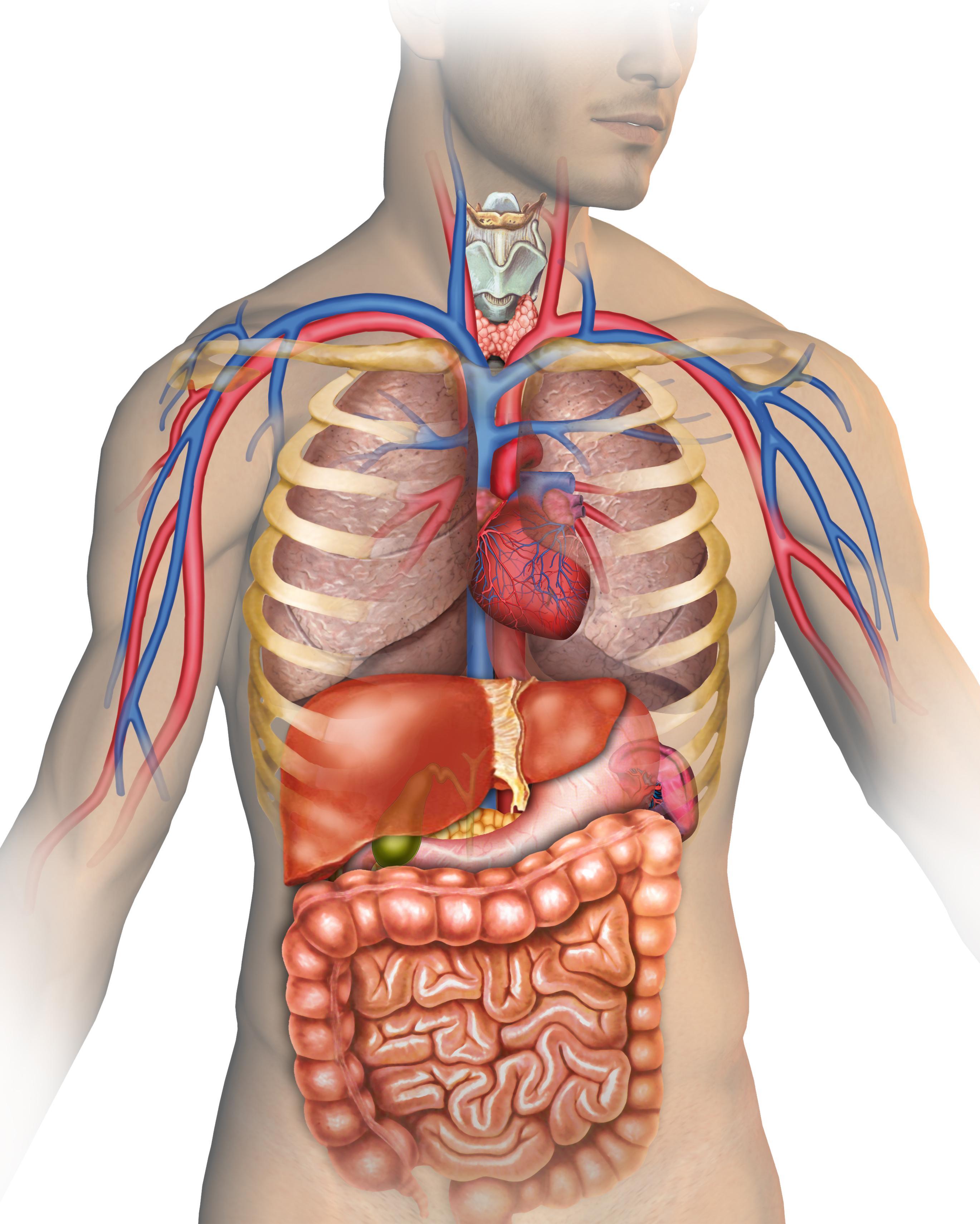 Building ‍a Strong Foundation in Anatomy and Physiology