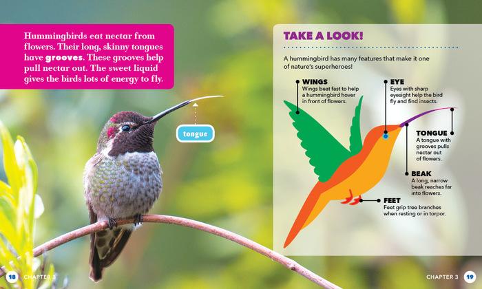 A⁢ Deep Dive into Hummingbird and Its Unique ​Features