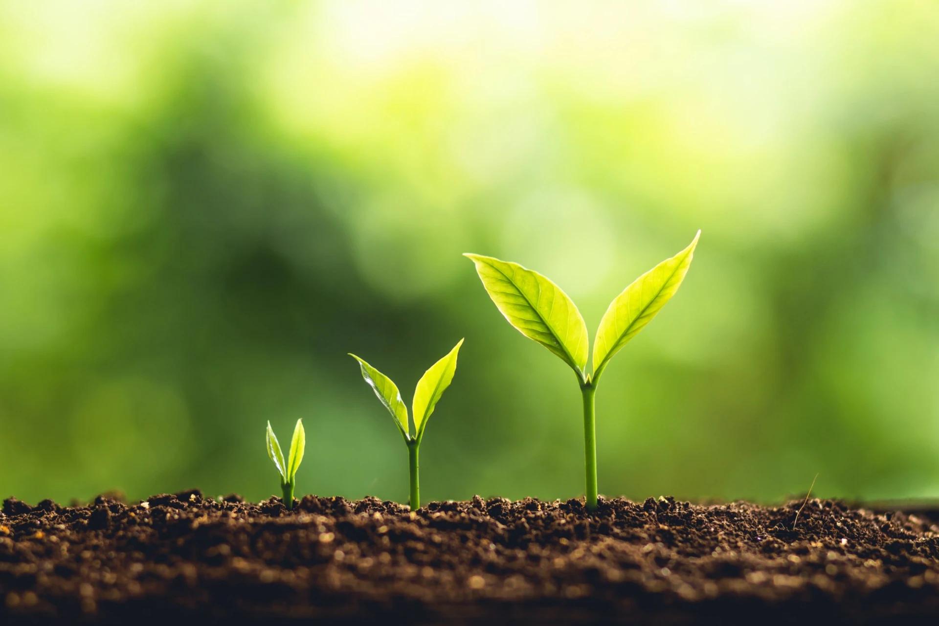 The Long-Term Vision: Planning for Sustainable Growth