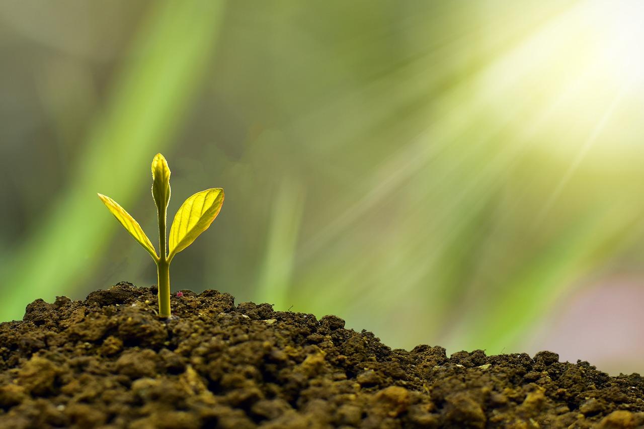 Sustainability Matters: The Environmentally Conscious ⁢Shopper