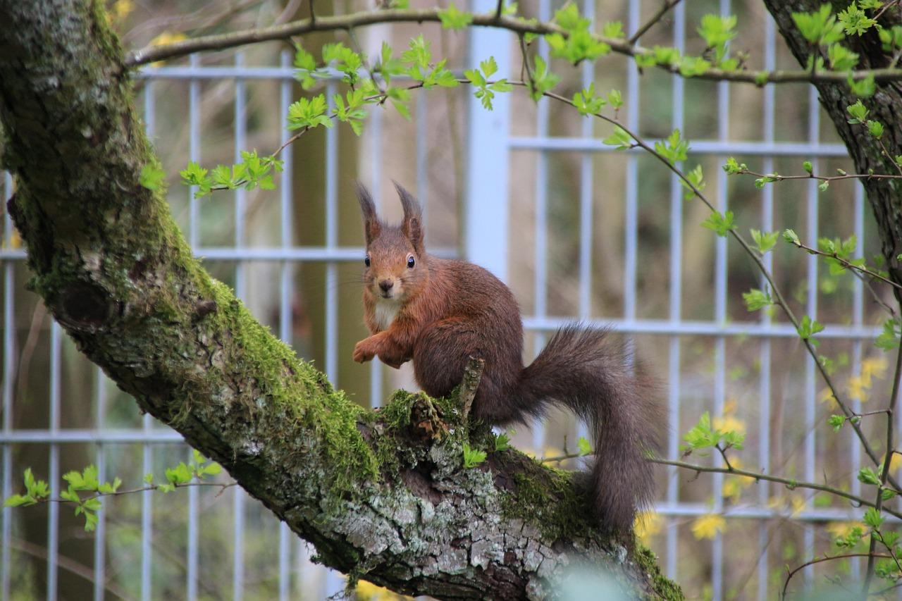 The ​Advantages of ⁣Using Squirrly for​ Content Optimization