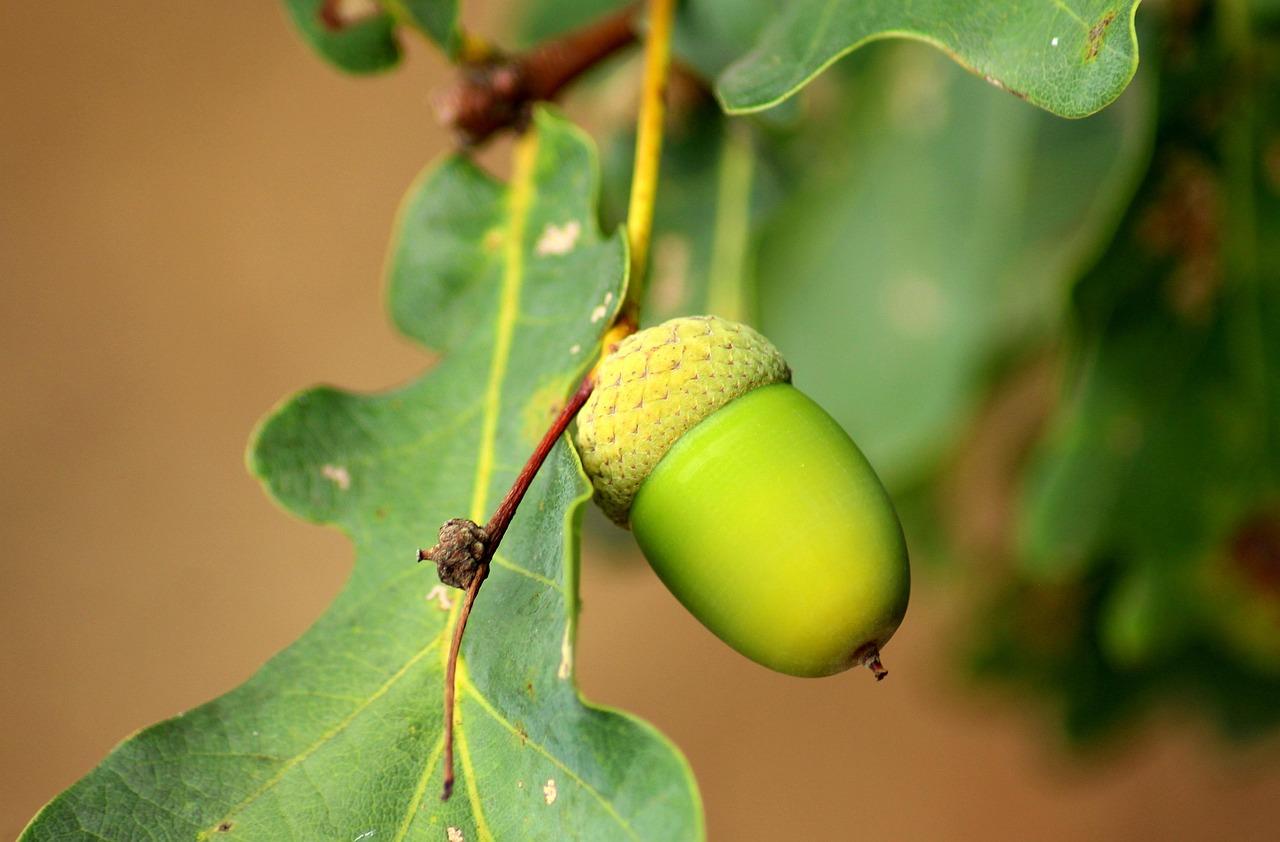 Understanding ‌SeedProd and‍ Its ⁣Purpose