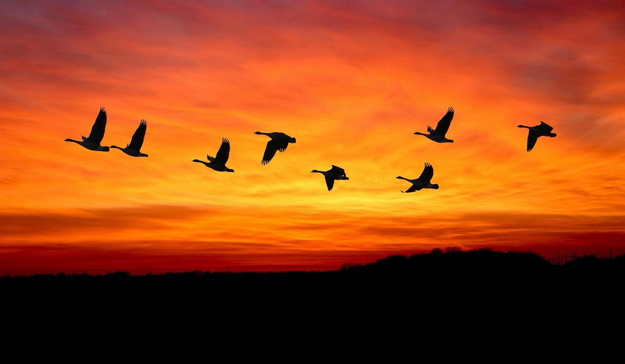 Migrating from Shared Hosting to VPS: Step-by-Step Guide