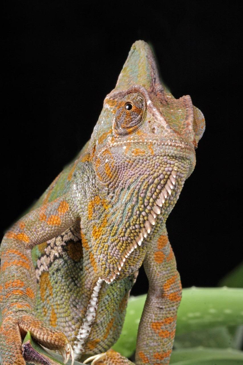 Understanding ‌the Importance of Scaled Images for‌ Your Website